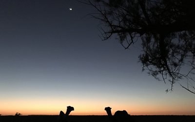 30 nov. – 14 dec. 2021- 15 daagse bezinningreis Egypte