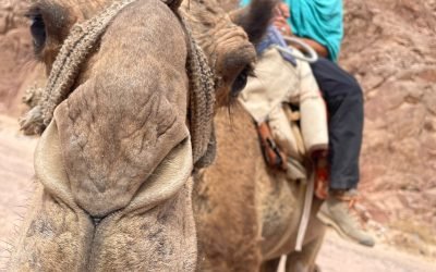 23 april 2025 – Private Desert Trip